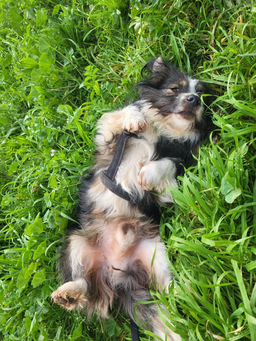 Tarzan
