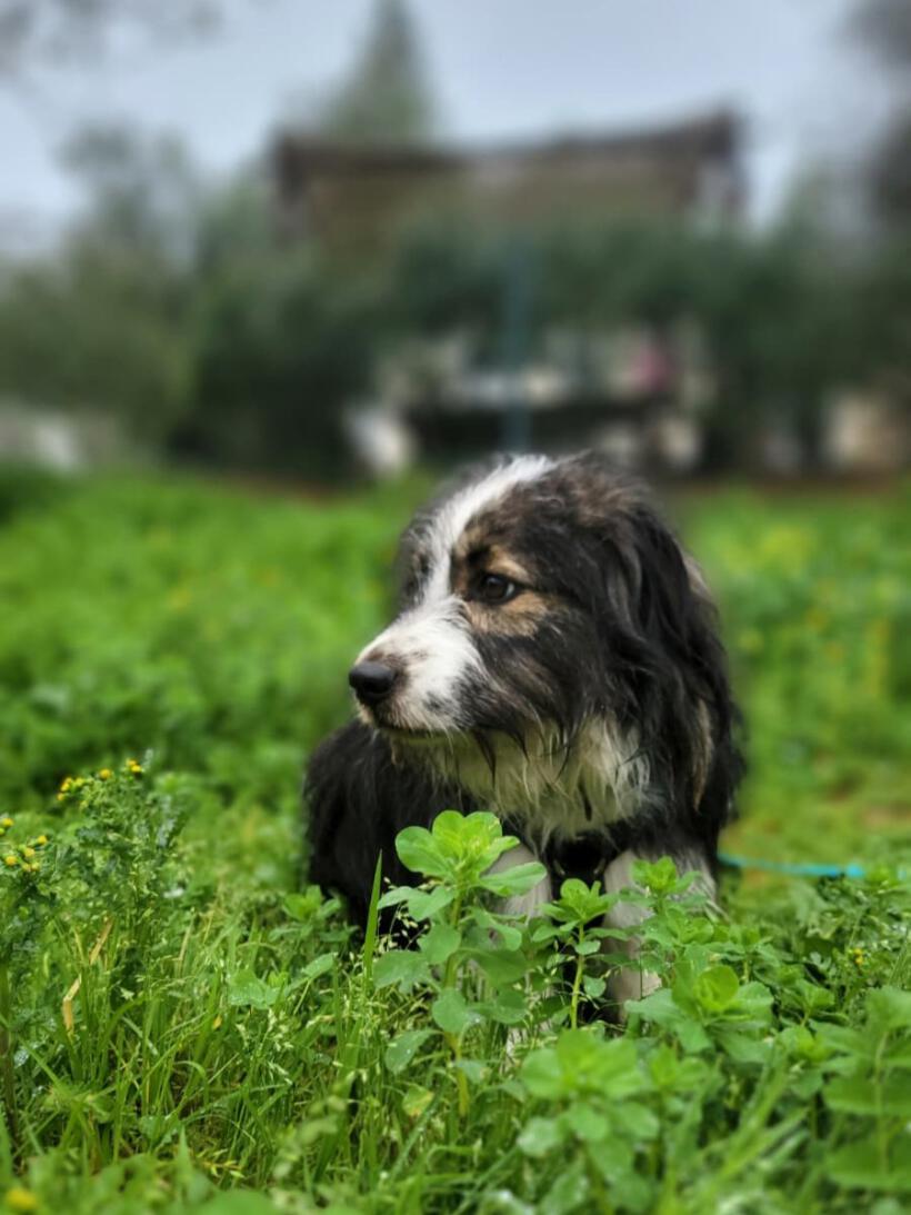 Tarzan