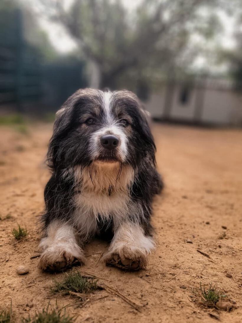 Tarzan