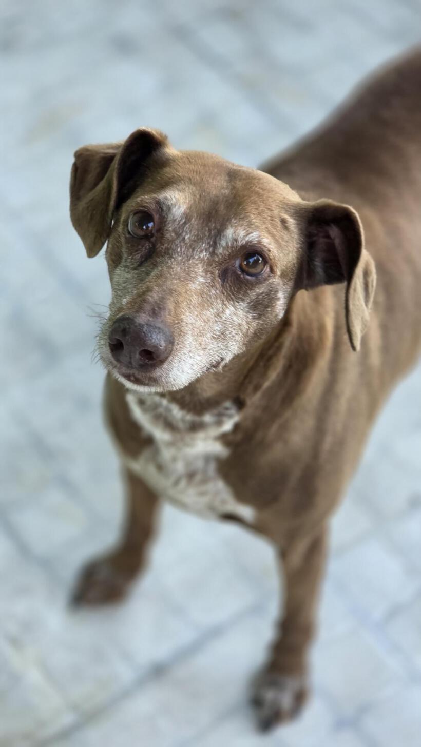 Uschi